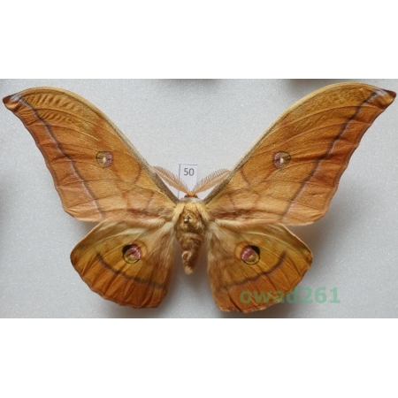 Antheraea yamamai (Guerin-Menevill, 1861) male ex. ovo Italy 125mm50